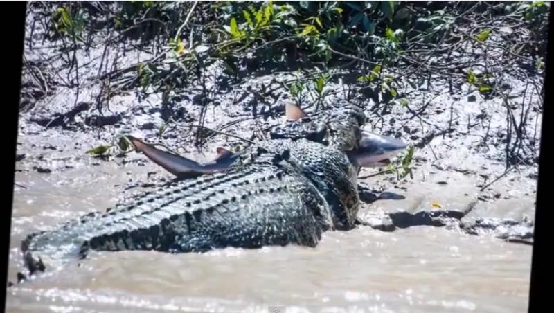 Scenă desprinsă din filme: Un crocodil bătrân, de 80 de ani, a distrus un rechin prea îndrăzneț!