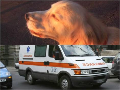 VIDEO: Un câine se crede... AMBULANȚĂ! Uite-l în acțiune