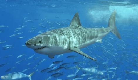 Sfârşit tragic! Un australian a fost mâncat de rechin sub ochii soţiei