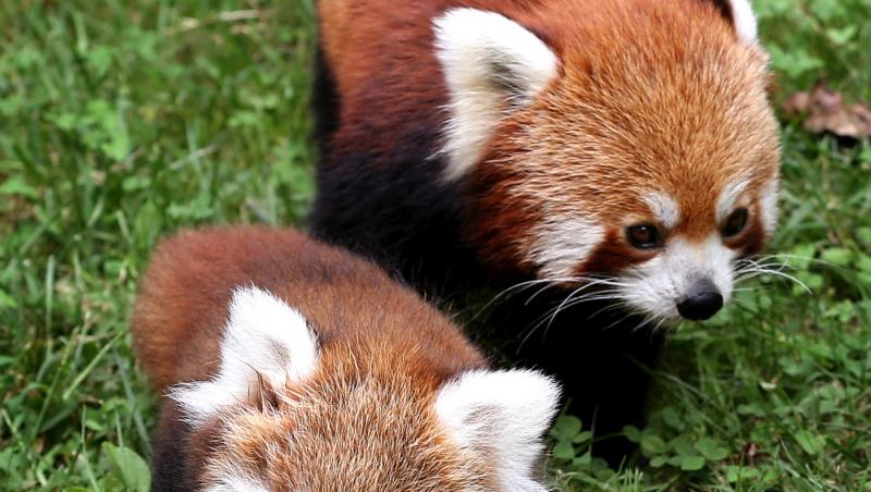 ADORABIL! Acești pui de panda roșu te vor cuceri pe loc