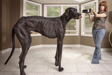 Se stinse ZEUS, cel mai mare câine din lume. Bătea-n 1,20 m și cântărea 74 de kilograme