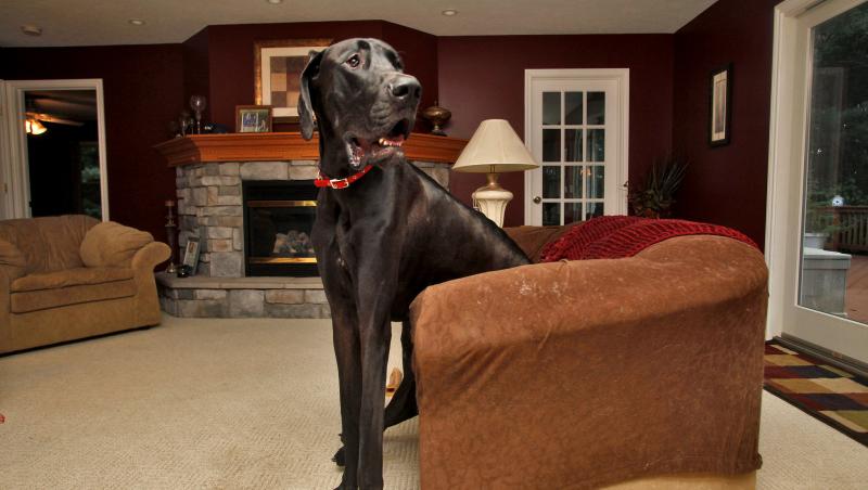 Se stinse ZEUS, cel mai mare câine din lume. Bătea-n 1,20 m și cântărea 74 de kilograme