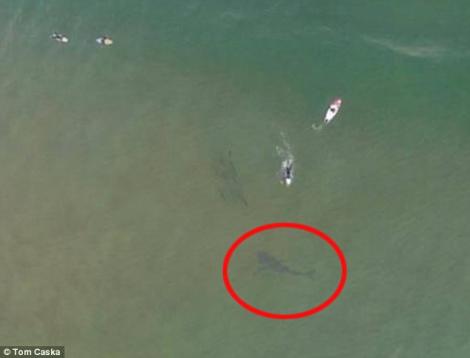 Imagini de coșmar: Au fost filmați cu o dronă, în timp ce un rechin le dădea târcoale!
