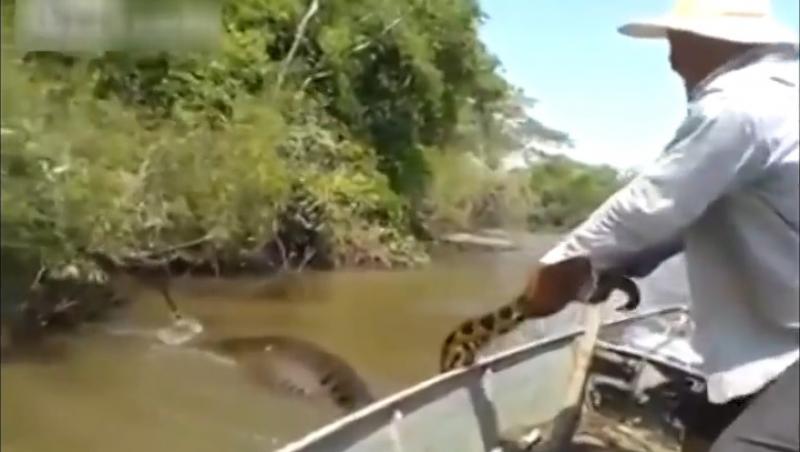 Inconștiență curată: A tras un anaconda de coadă și a vrut să-l ia cu el în barcă!