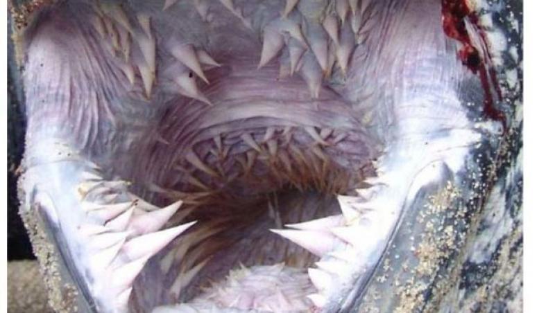 TERIFINANT! Cum arată interiorul gurii unei țestoase