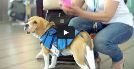 VIDEO: Cel mai neobișnuit angajat: Un câine te ajută dacă pierzi ceva în aeroport
