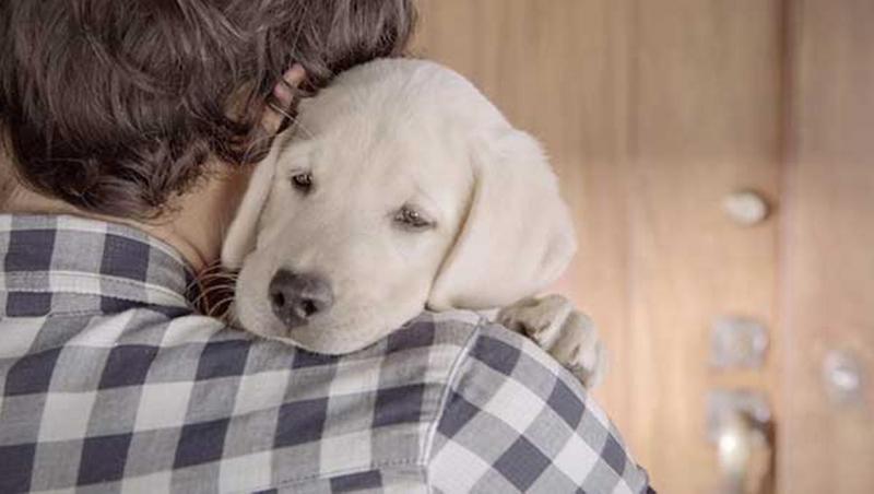 VIDEO! Clipul care a emoționat o lume întregă: Ce se întâmplă după ce stăpânul își lasă câinele singur acasă