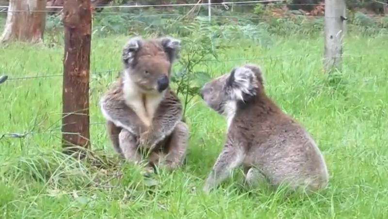 Cea mai simpatică ceartă: Doi urși koala se comportă ca un cuplu cu probleme!