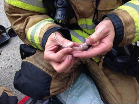 Misiune în miniatură: Pompierii au salvat niște hamsteri din incendiu și le-au montat o mască de oxigen!