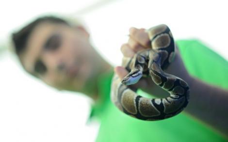 ȘOCANT! Cel mai periculos șarpe cu DOUĂ CAPETE a fost descoperit la Marea Neagră