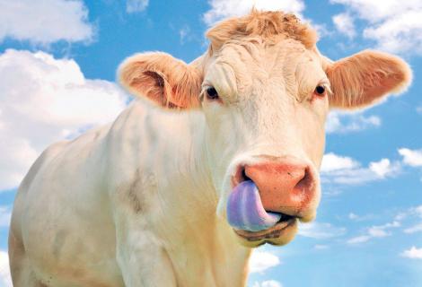România a oprit exporturile de carne din cauza bolii limbii albastre