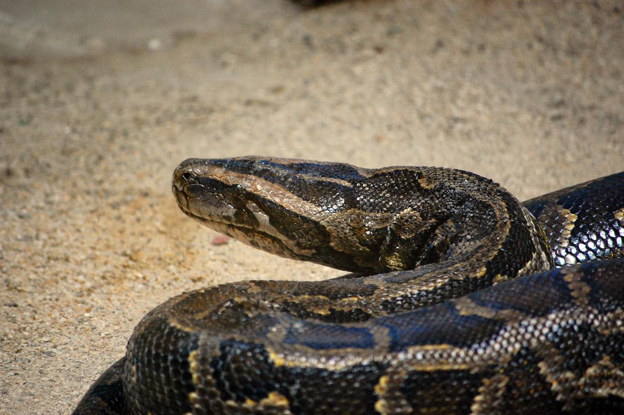 PERICOL PUBLIC! Un PITON a fost abandonat &icirc;ntr-un parc din Arad