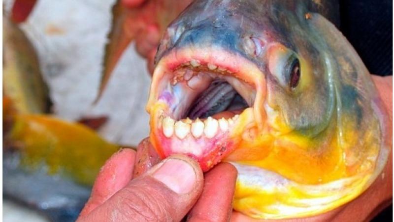 Bărbații sunt ÎNGROZIȚI! Peștele care ATACĂ organele genitale masculine a ajuns în apele din Europa