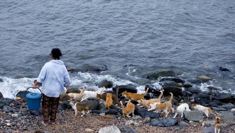 Tashirojima este numită şi "Insula Pisicilor"