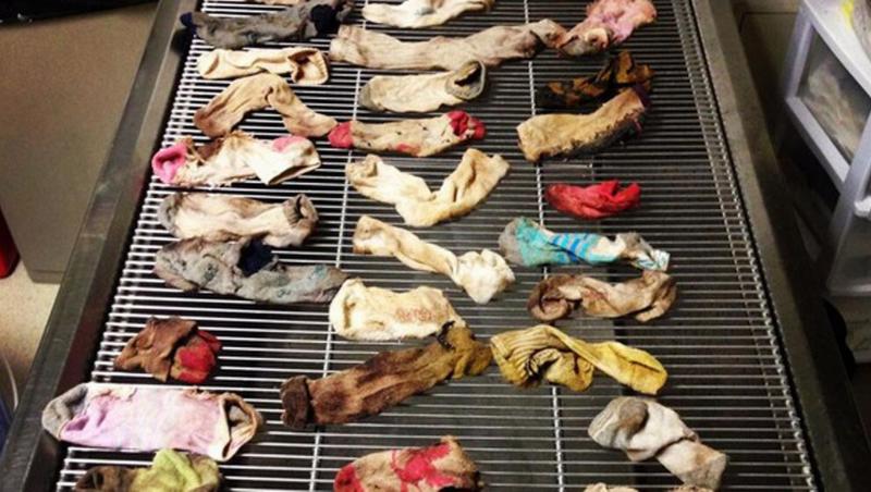 Medicii au găsit 44 de şosete în stomacul câinelui