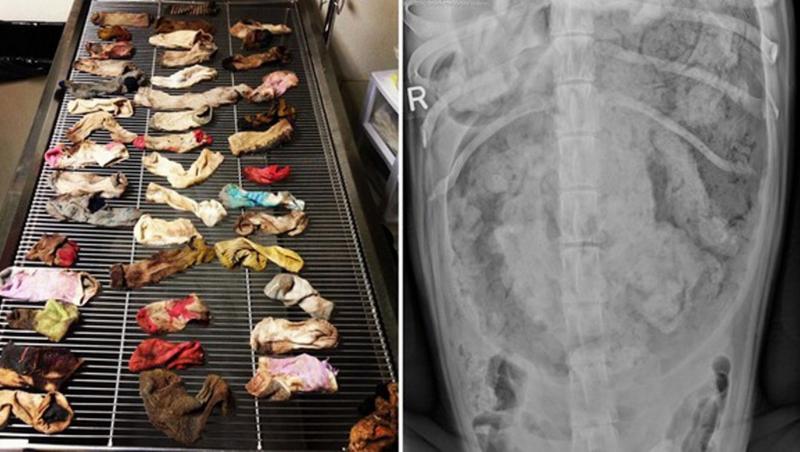 Medicii au găsit 44 de şosete în stomacul câinelui