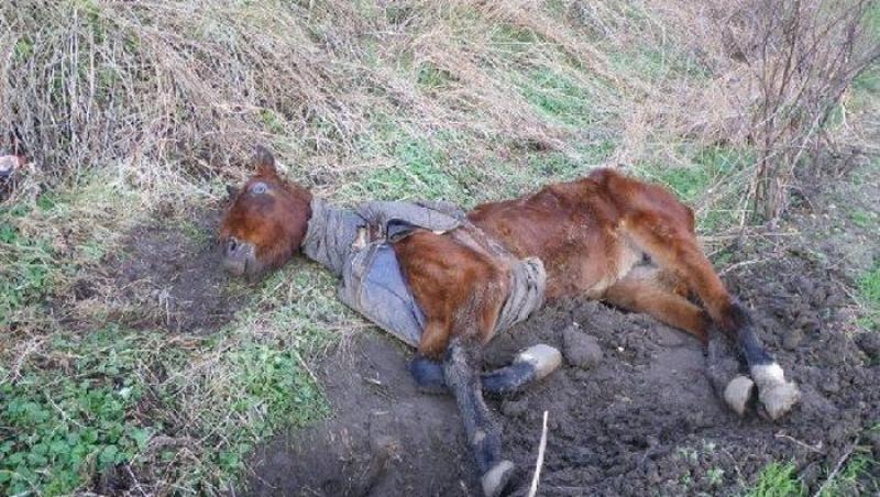 FOTO: L-au găsit mai mult MORT decât VIU, dar au reușit IMPOSIBILUL! Calul acesta sigur te va EMOȚIONA