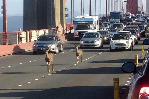Podul Golden Gate din San Francisco, blocat la ora de v&acirc;rf de două căprioare