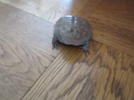 VIDEO: Cea mai haioasă broască! O atingi și începe să plângă ca un bebeluș