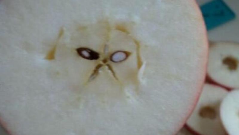 FOTO: Nu va mai mânca mere o bună perioadă! L-a tăiat pe jumătate şi a rămas şocat când a văzut ce-i înăuntru