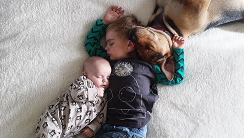 Galerie FOTO: Dragostea dintre un câine şi doi fraţi a înduioşat mii de oameni de pe Internet! Cele mai haioase poziţii în care dorm