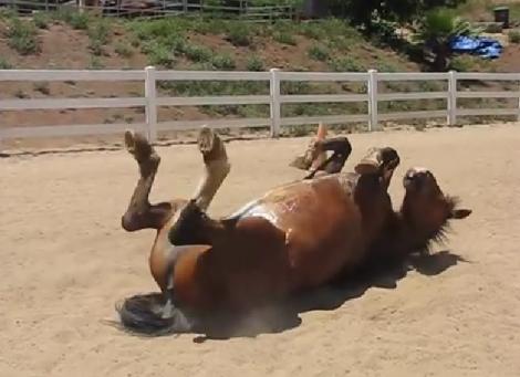 VIDEO: Cum îi "oftează" corpul unui cal! E cea mai lungă explozie de GAZE pe care ai auzit-o vreodată
