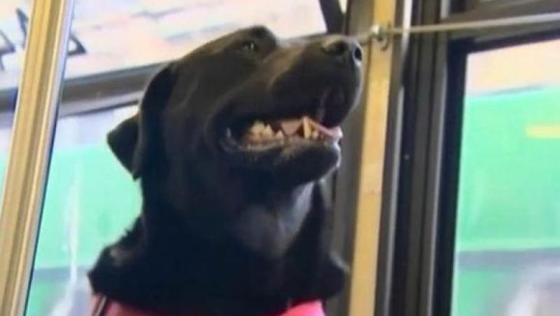 N-o să-ţi vină să crezi ce face câinele ăsta! E atât de educat, încât toţi oamenii îl recompensează! E o vedetă în oraş! Un clip de NERATAT!