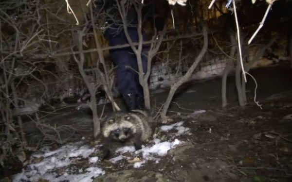 Aseară a fost panică &icirc;ntr-un cartier! &bdquo;Arăta ca o fiară, nu am mai văzut așa ceva &icirc;n viața mea&rdquo;!