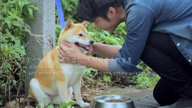 VIDEO! Fără cuvinte: Și-a legat câinele de un gard și l-a abandonat acolo, însă ce a făcut patrupedul a înduioșat o lume întreagă