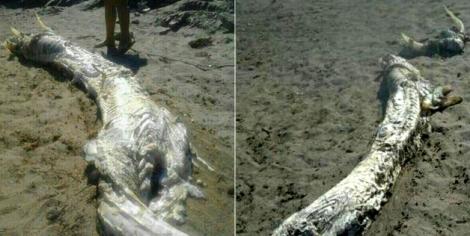 Cadavrul unui dragon, descoperit pe o plajă! Specialiștii au rămas muți de uimire!