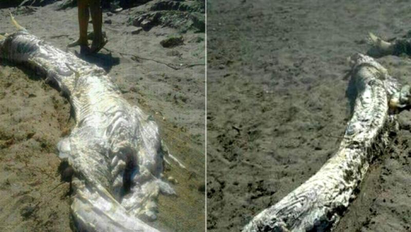 Cadavrul unui dragon, descoperit pe o plajă! Specialiștii au rămas muți de uimire!