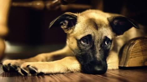 În ce lume trăim!??? Un tribunal i-a interzis unui câine să latre! Dacă o face, stăpânii săi vor fi…SANCȚIONAȚI!
