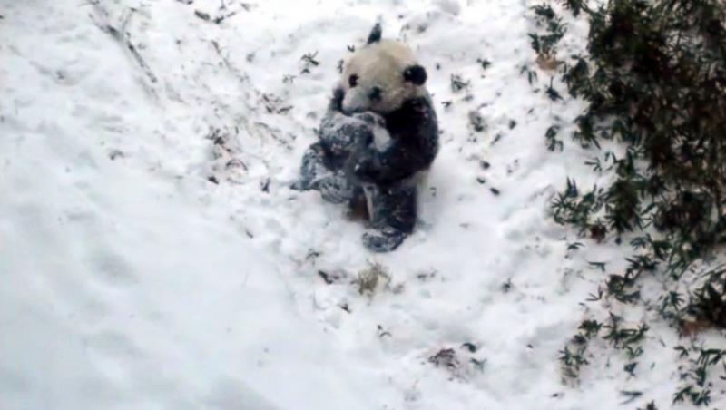 VIDEO: Cum reacţionează un urs panda atunci când atinge pentru prima dată zăpada! Gesturile sale, de NERATAT! Un clip mai mult decât emoţionant!