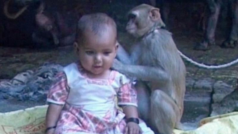 VIRAL! Clipul acesta este noua senzație a internetului! Uite ce se întâmplă când un bebeluș întâlnește o maimuță (VIDEO)