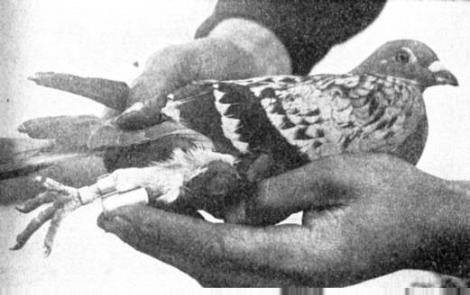 Cher Ami, porumbelul erou din Primul Război Mondial! Fără ochi, fără picior și cu o aripă rănită, pasărea a salvat 197 de oameni!