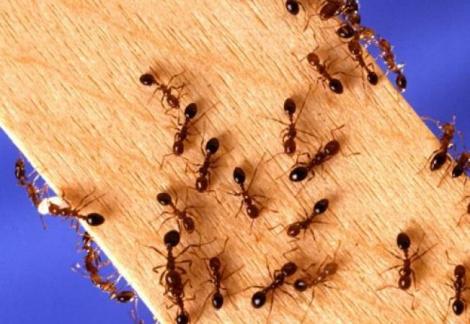 A sfidat moartea, după ce a supraviețuit mâncând furnici: Cum a fost găsit un bărbat care s-a rătăcit în pustietate