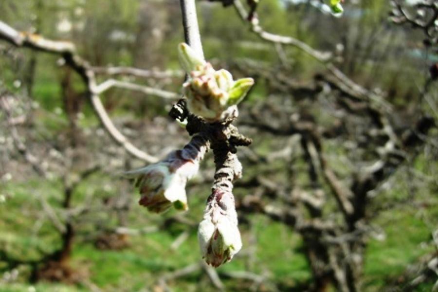 &Icirc;ngrijorător. Primăvara va veni cu trei săptăm&acirc;ni mai devreme