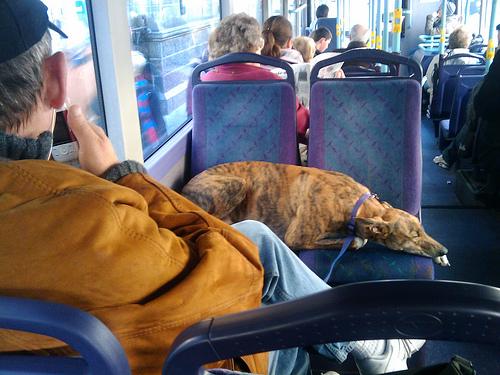 C&acirc;inii au nevoie de bilet dacă vor circula cu transportul &icirc;n comun! Oraşul din Rom&acirc;nia &icirc;n care se &icirc;nt&acirc;mplă asta