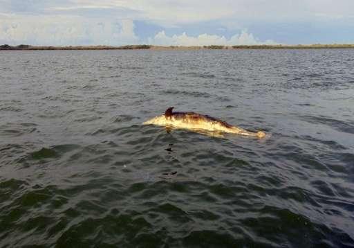 Se apropie Apocalipsa!? Zeci de vieţuitoare, descoperite moarte pe o insulă din Mexic
