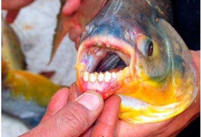 Un pește neobișnuit nenorocește bărbații!