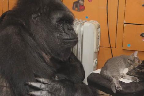 FOTO: Gest emoţionant făcut de o gorilă! Nu a avut niciodată pui, dar acum i s-a îndeplini visul de a fi "mamă"! A adoptat două pisici