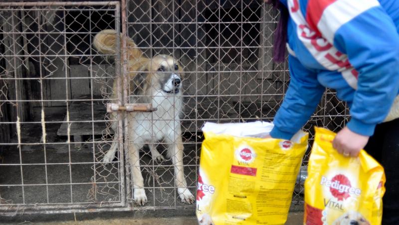 „Ajută animalele din adăposturi să-și găsească o familie!”, o campanie de ajutorare a animalelor din adăposturi demarată de Mars Romania,  pentru al cincilea an consecutiv
