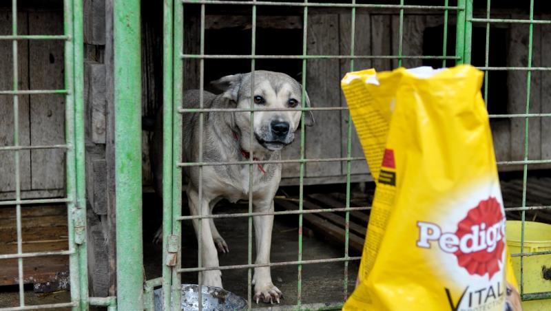 „Ajută animalele din adăposturi să-și găsească o familie!”, o campanie de ajutorare a animalelor din adăposturi demarată de Mars Romania,  pentru al cincilea an consecutiv
