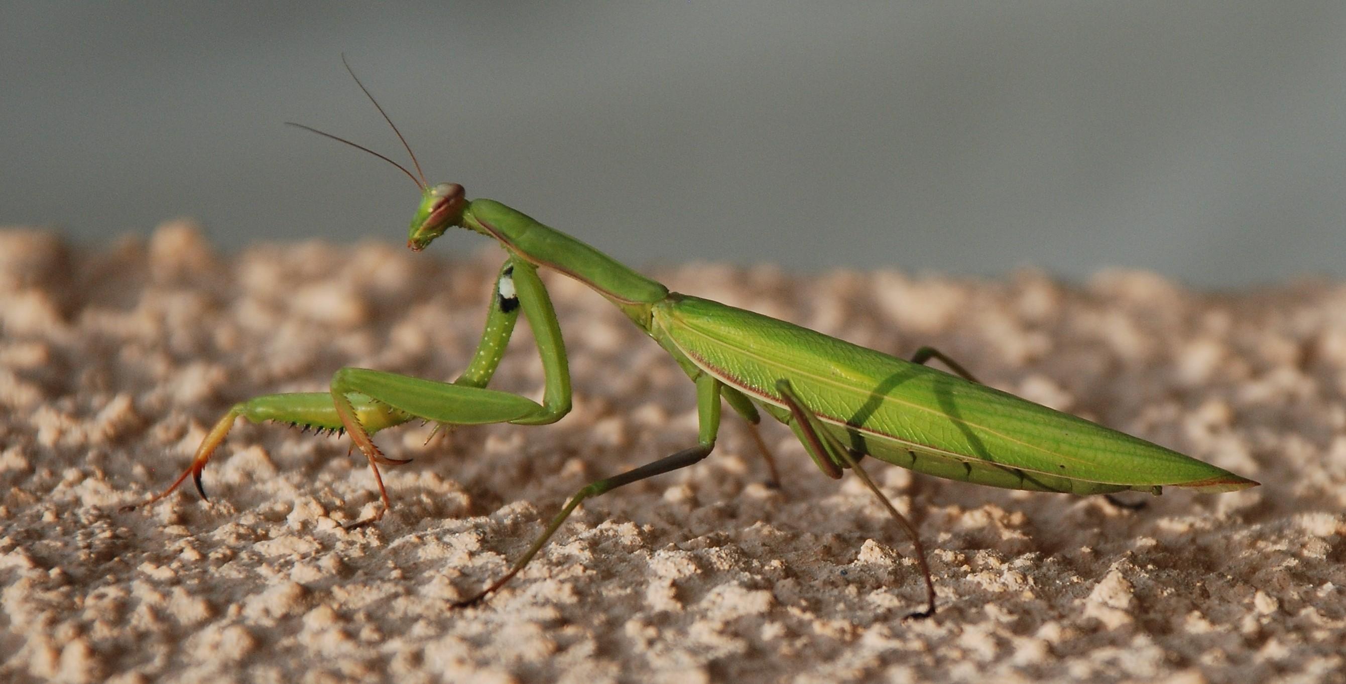 Insectele sunt mai hrănitoare dec&acirc;t carnea de vită și pui