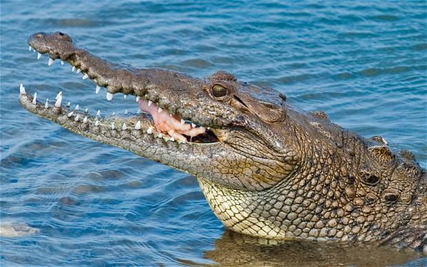 Scandal uriaș la examentul de bacalaureat, &icirc;n Scoția. Tu poți să rezolvi problema cu crocodilul, care le-a dat mari bătăi de cap elevilor?