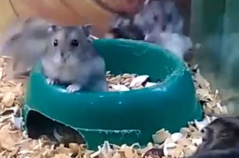 Hopa mitică de milioane! Niște hamsteri au descoperit cea mai tare formă de distracție, nu credeai că le trece prin cap așa ceva! Râzi cu lacrimi! (VIDEO)