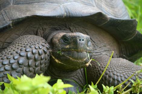 Unii au crezut că e o creatură ciudată! O nouă specie de broască țestoasă gigant a fost descoperită pe o insulă