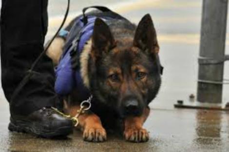 Câinele poliţist care a uimit întreaga Românie încă de la prima sa misiune. Ce a făcut patrupedul