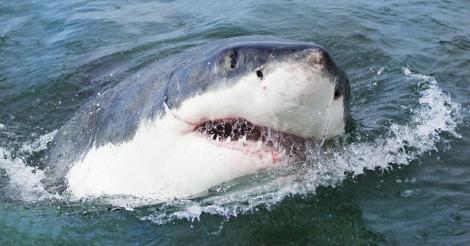 Descoperire uriașă! Un dinte de rechin, de peste 15 centrimetri, găsit pe o plajă din SUA