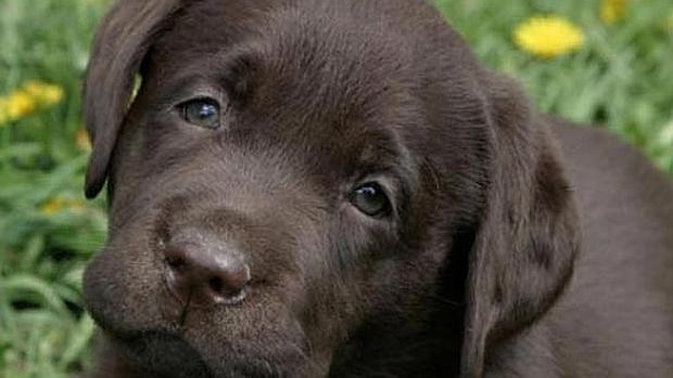 Accidentul care a șocat o lume &icirc;ntreagă! O t&acirc;nără a fost &icirc;mpușcată de propriul c&acirc;ine, botezat &rdquo;Trăgaci&rdquo;